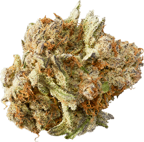 Devil Driver image 1